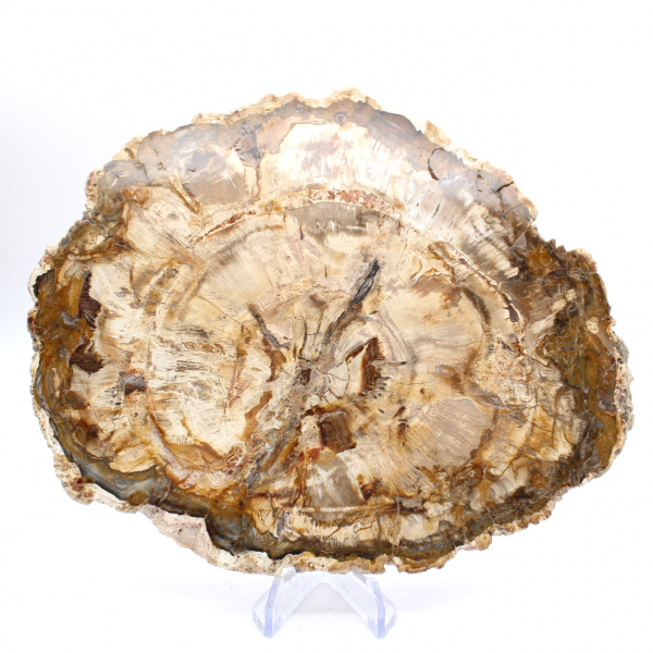 Grande tranche bois pétrifié poli, fossile massif de collection, Madagascar