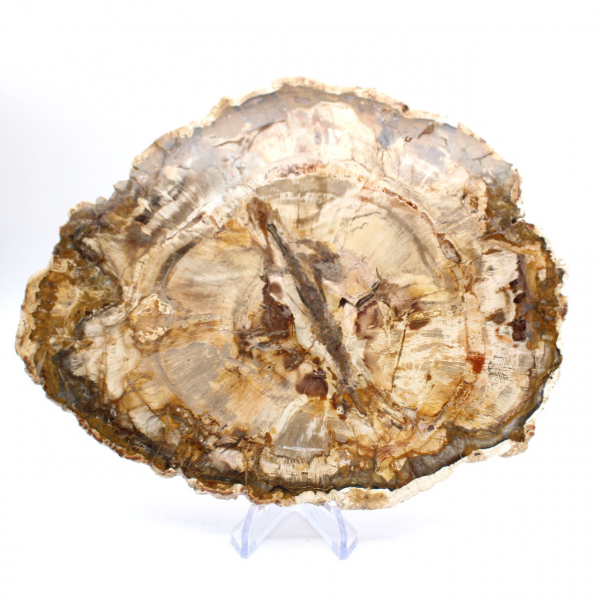 Grande tranche bois pétrifié poli, fossile massif de collection, Madagascar