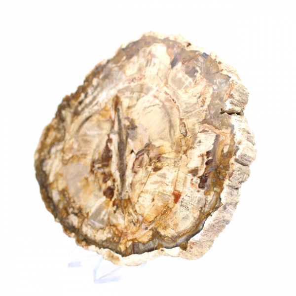 Grande tranche bois pétrifié poli, fossile massif de collection, Madagascar