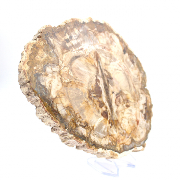 Grande tranche bois pétrifié poli, fossile massif de collection, Madagascar