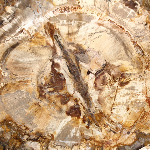 Grande tranche bois pétrifié poli, fossile massif de collection, Madagascar