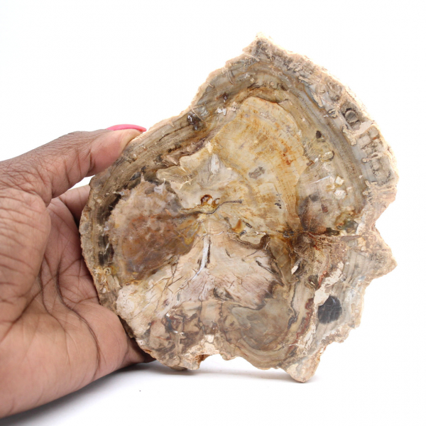 Petit ornement bois pétrifié poli, tranche fossile d'histoire, Madagascar