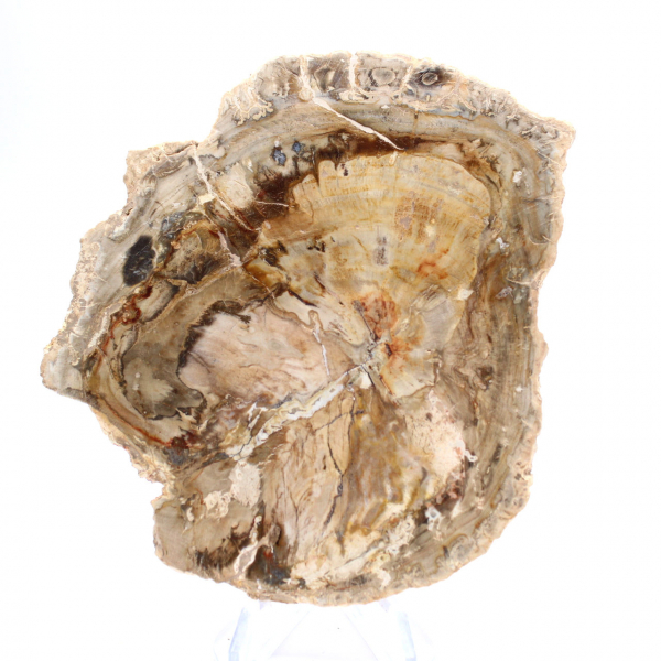 Petit ornement bois pétrifié poli, tranche fossile d'histoire, Madagascar