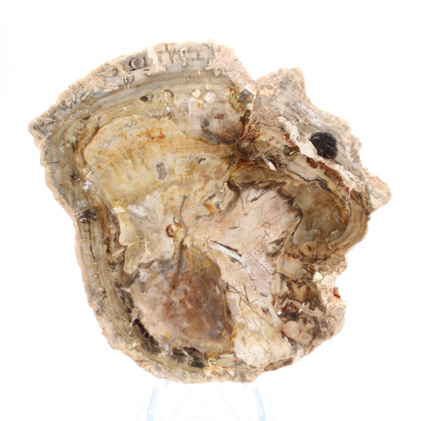 Petit ornement bois pétrifié poli, tranche fossile d'histoire, Madagascar