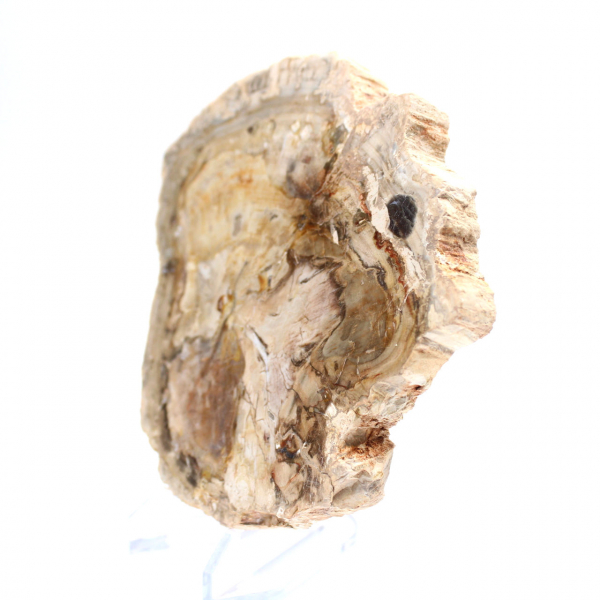 Petit ornement bois pétrifié poli, tranche fossile d'histoire, Madagascar