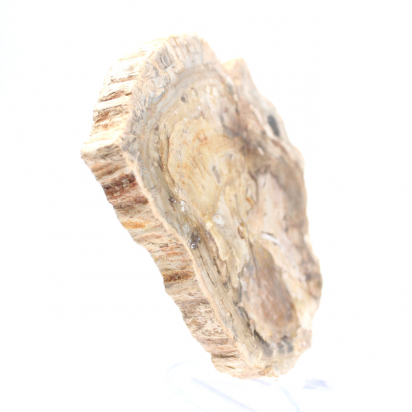 Petit ornement bois pétrifié poli, tranche fossile d'histoire, Madagascar