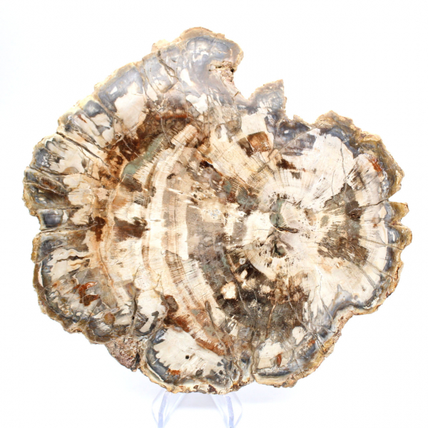 Fossile bois pétrifié, tranche polie pour collection, Madagascar