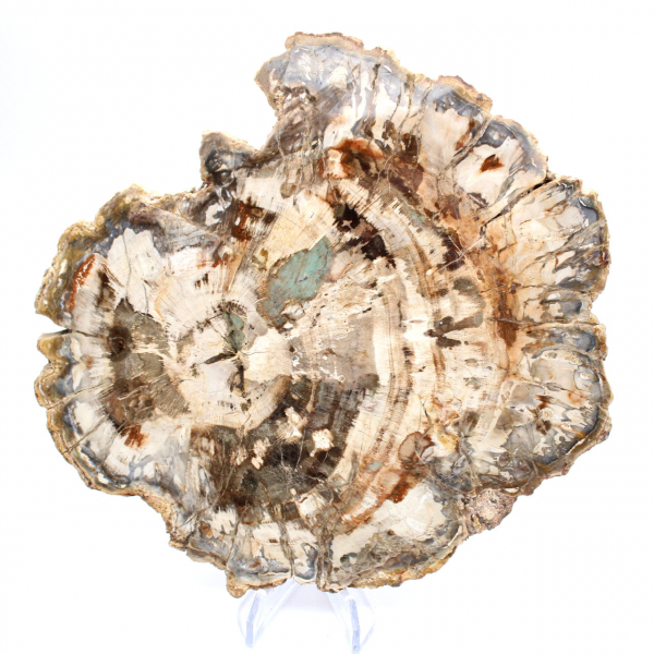 Fossile bois pétrifié, tranche polie pour collection, Madagascar