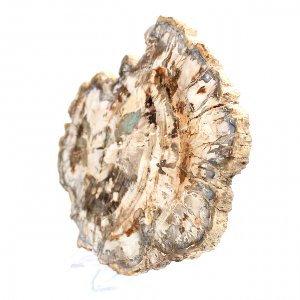 Fossile bois pétrifié, tranche polie pour collection, Madagascar
