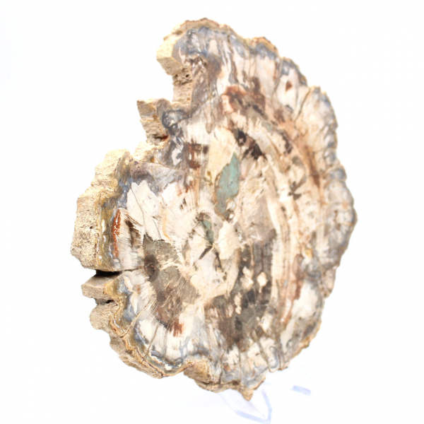 Fossile bois pétrifié, tranche polie pour collection, Madagascar