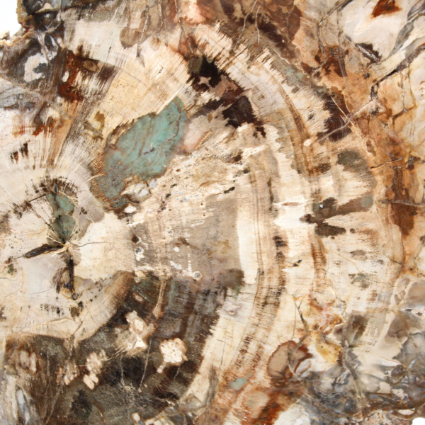 Fossile bois pétrifié, tranche polie pour collection, Madagascar