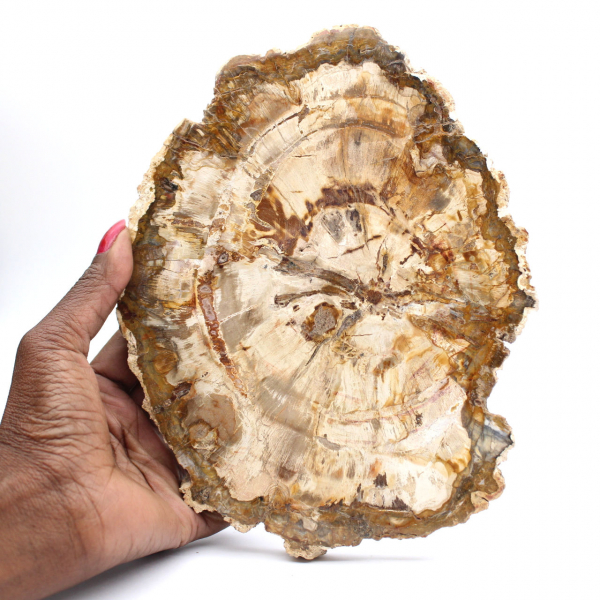 Bois pétrifié tranche, ornement poli, spécimen de Madagascar