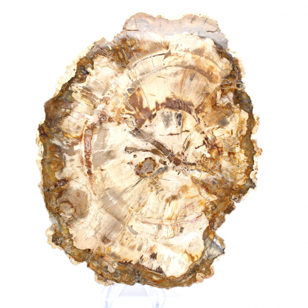 Bois pétrifié tranche, ornement poli, spécimen de Madagascar