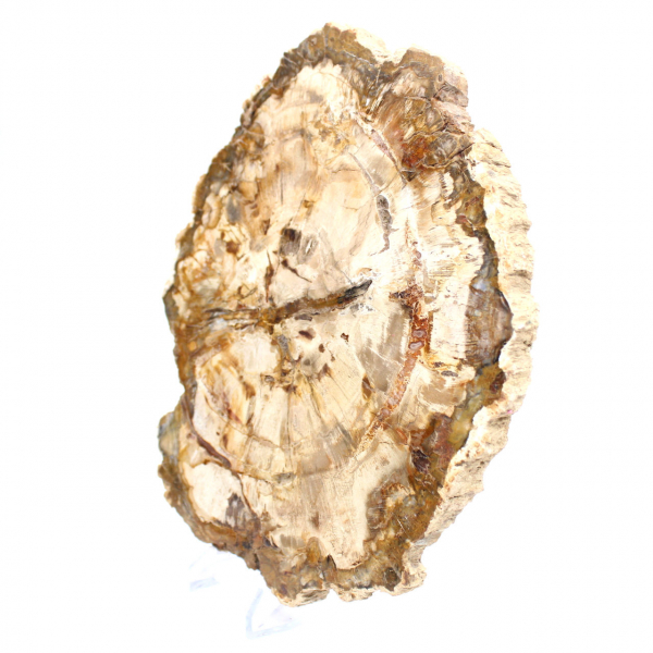 Bois pétrifié tranche, ornement poli, spécimen de Madagascar