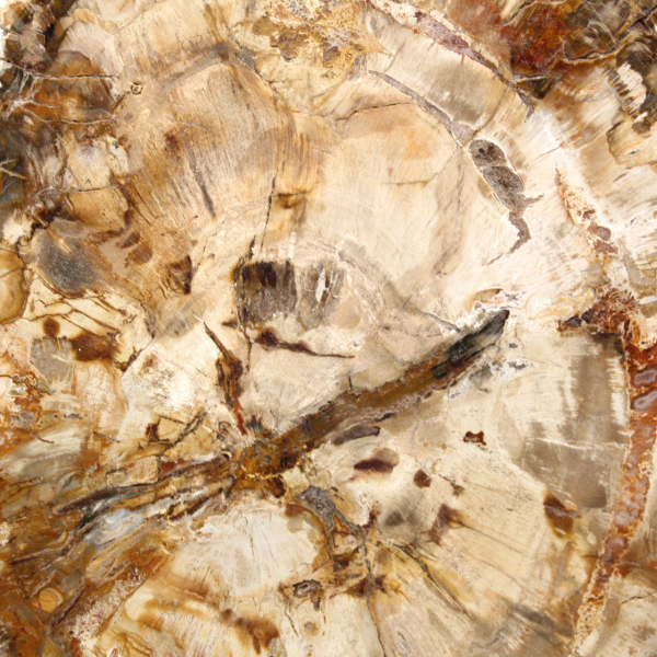 Bois pétrifié tranche, ornement poli, spécimen de Madagascar