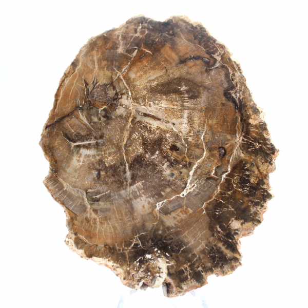 Petit ornement bois pétrifié poli, tranche fossile naturelle, Madagascar