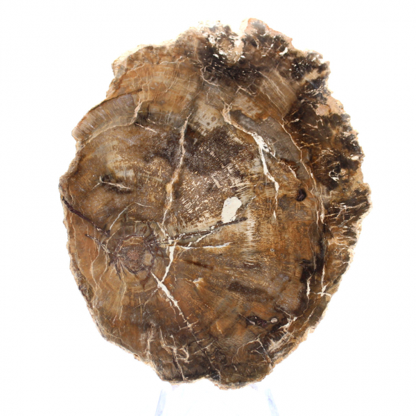 Petit ornement bois pétrifié poli, tranche fossile naturelle, Madagascar