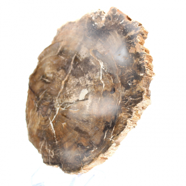 Petit ornement bois pétrifié poli, tranche fossile naturelle, Madagascar