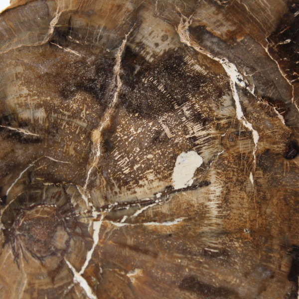 Petit ornement bois pétrifié poli, tranche fossile naturelle, Madagascar