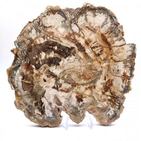 Bois fossilisé (tranche), ornement poli, pièce de collection, Madagascar