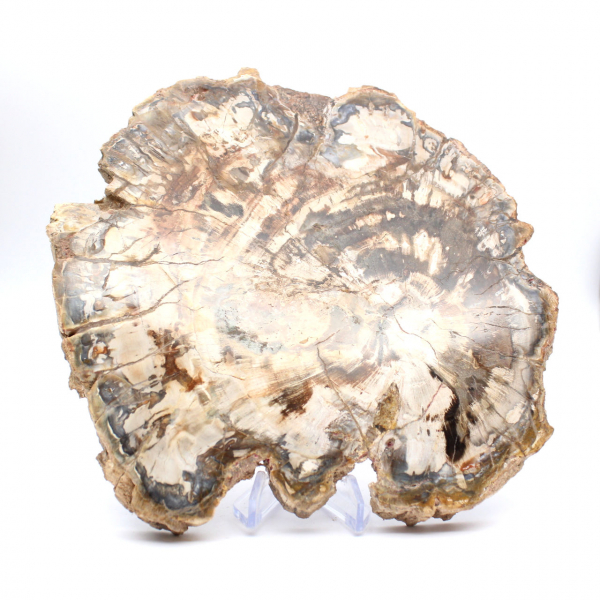 Bois fossilisé (tranche), ornement poli, pièce de collection, Madagascar