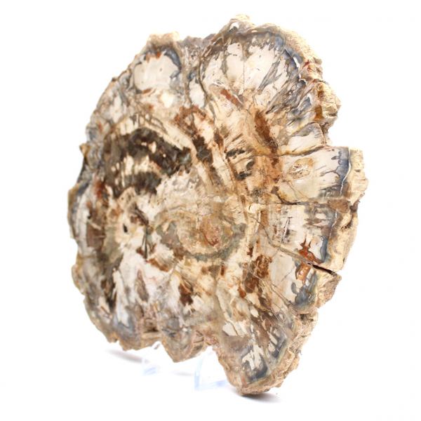 Bois fossilisé (tranche), ornement poli, pièce de collection, Madagascar