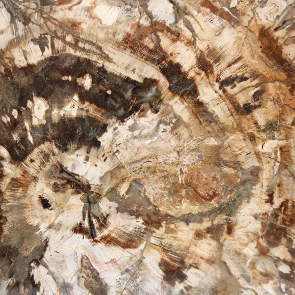 Bois fossilisé (tranche), ornement poli, pièce de collection, Madagascar