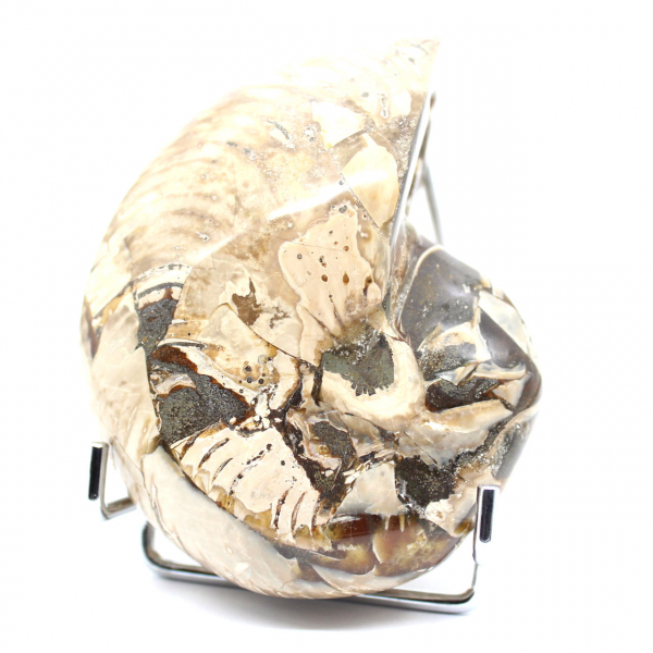 Ammonite de Collection Polie de Madagascar - Authenticité Spécimen de Décoration