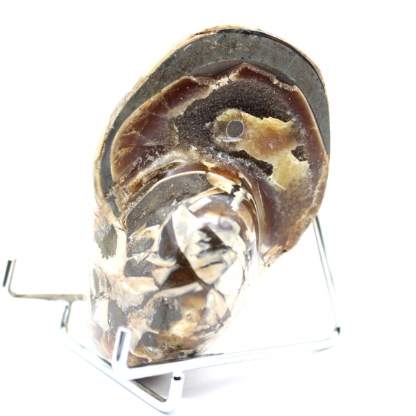 Ammonite de Collection Polie de Madagascar - Authenticité Spécimen de Décoration