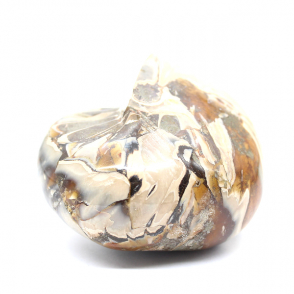 Ammonite Fossile Polie de Madagascar - Décoration et Science Géologique