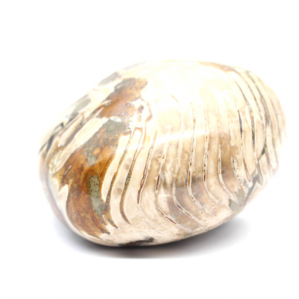 Ammonite Fossile Polie de Madagascar - Décoration et Science Géologique