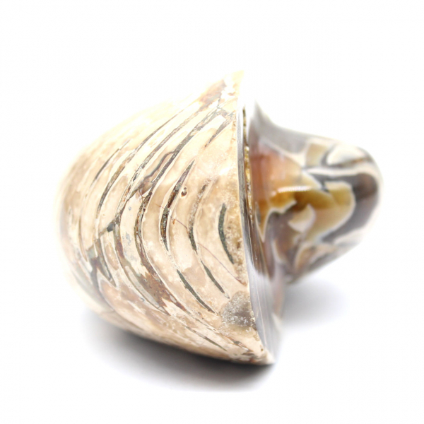 Ammonite Fossile Polie de Madagascar - Décoration et Science Géologique