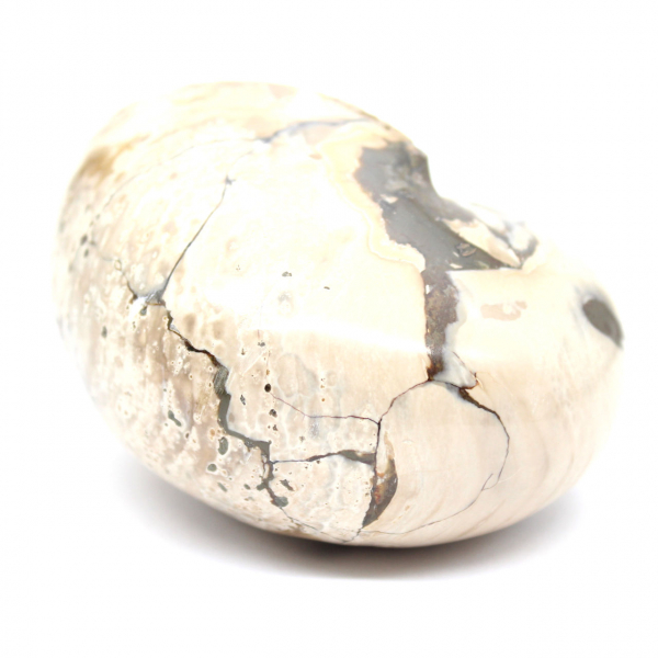 Spécimen d'Ammonite de Madagascar - Fossile Poli pour Collectionneur