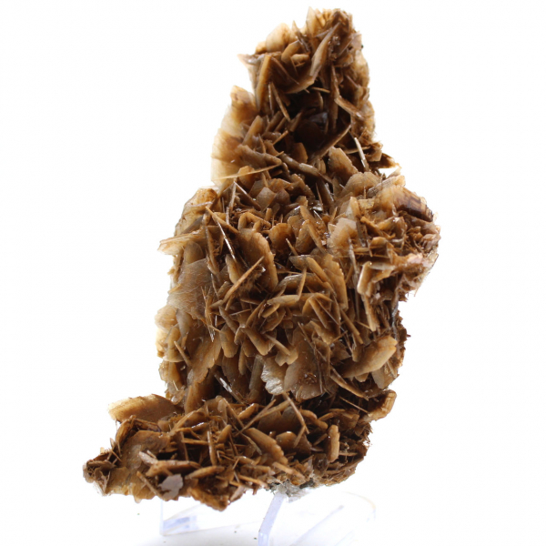 Moneda marroquí de barita con cristales marrones