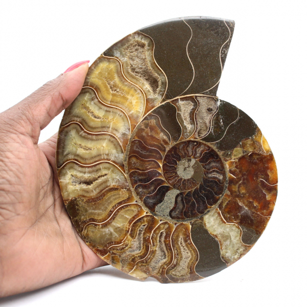 Polished Ammonite for Lithotherapy and Collection – Madagascar
