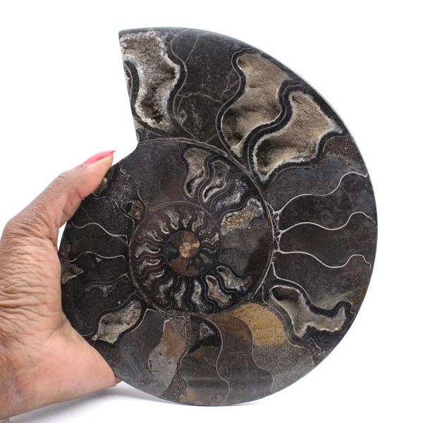 Ammonite Fossile Décorative Polie – Spécimen de Madagascar