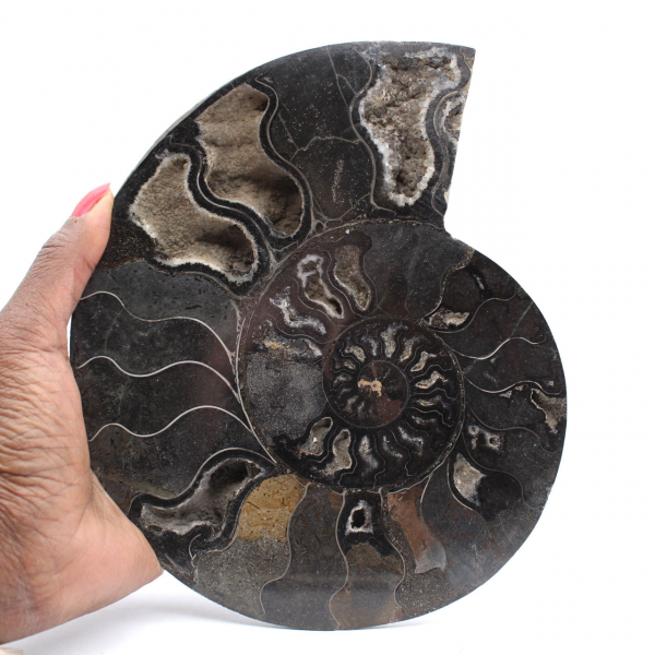Ammonite Fossile Sciée Polie Madagascar – Pièce de Collection Unique