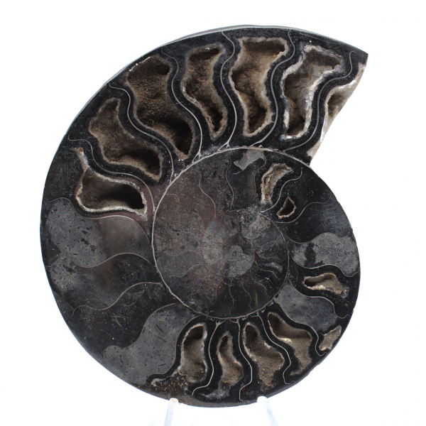 Ammonite Polie pour Collectionneurs Exigeants – Fossile Authentique