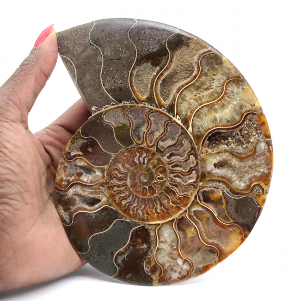 Ammonite Fossil Living Room Decoration – Raw/Polished Geological Specimen