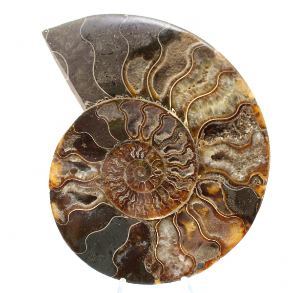 Ammonite Fossil Living Room Decoration – Raw/Polished Geological Specimen