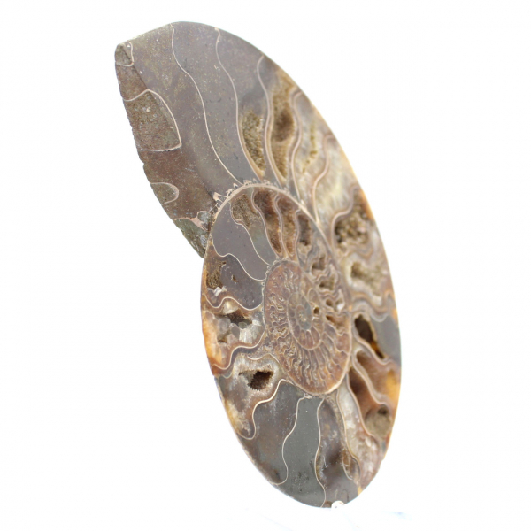 Ammonite Fossil Living Room Decoration – Raw/Polished Geological Specimen