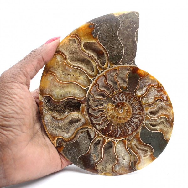 Large Polished Spiral Fossil Ammonite – Historical Decor