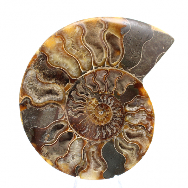 Large Polished Spiral Fossil Ammonite – Historical Decor