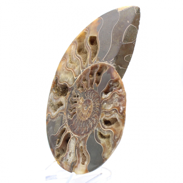 Large Polished Spiral Fossil Ammonite – Historical Decor