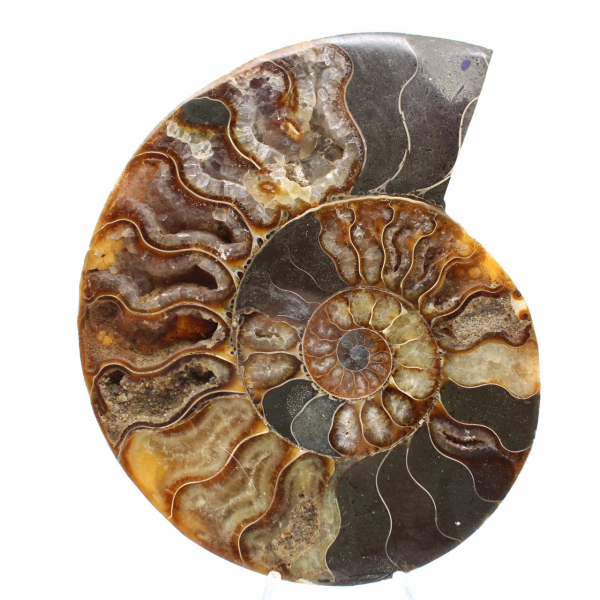Sawn and Polished Ammonite from Madagascar – Beautiful Display Piece
