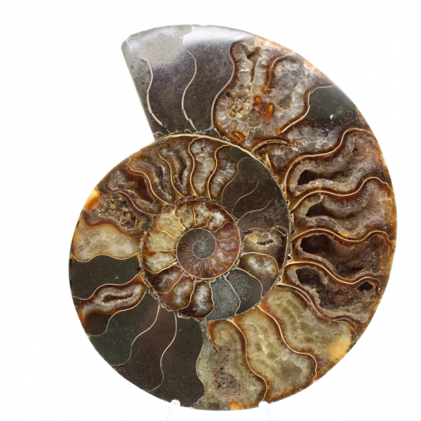 Polished Ammonite for Collectible Furniture – Treasure of Madagascar