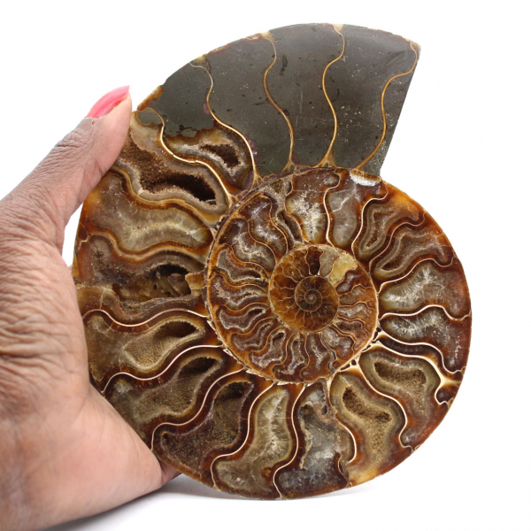Ammonite Fossile Polie – Trésor Scientifique de Madagascar