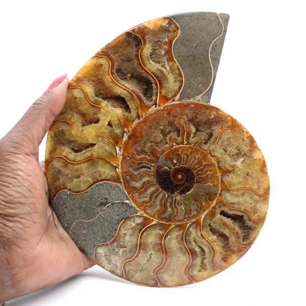 Ammonite Madagascar Sciée – Fossile Authentique pour Collectionneur