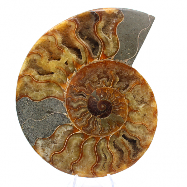 Ammonite Madagascar Sciée – Fossile Authentique pour Collectionneur