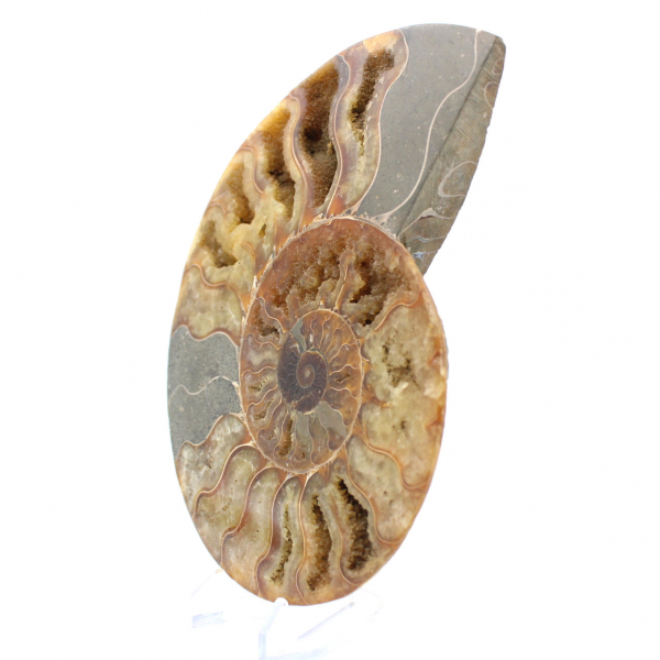 Ammonite Madagascar Sciée – Fossile Authentique pour Collectionneur